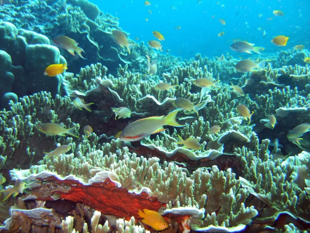 Moalboal tours underwater wonders with ron the go Cebu philippines